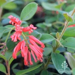 Grevillea Deua Flame 32 Grevillea Deua Flame -Australian Plants Online Sales duea flame grevillea flowers