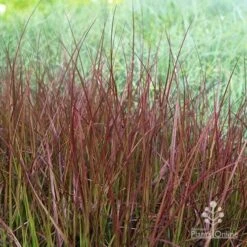 Pennisetum - Dwarf Purple Fountain Grass