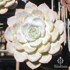 Echeveria Morning Beauty - Succulent -Australian Plants Online Sales eceheveria morning beauty