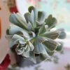 Echeveria Topsy Turvy - Succulent -Australian Plants Online Sales echeveria runyonii topsy turvy 1 1
