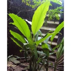 Zingiber - Edible Ginger -Australian Plants Online Sales edible ginger full