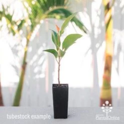 Elaeocarpus Prima Donna - Blueberry Ash 15 Elaeocarpus Prima Donna - Blueberry Ash -Australian Plants Online Sales elaeocarpus prima donna tube