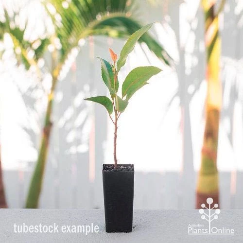 Elaeocarpus Prima Donna - Blueberry Ash 5 Elaeocarpus Prima Donna - Blueberry Ash - Image 3