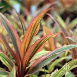 Cordyline Fruticosa Early Morning Diamond -Australian Plants Online Sales emd plant