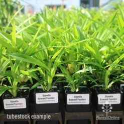 Dianella Emerald Fountain -Australian Plants Online Sales emerald fountain tubestock standard