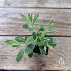 Eremophila Blue Horizon - Emu Bush -Australian Plants Online Sales eremophila blue horizon 1