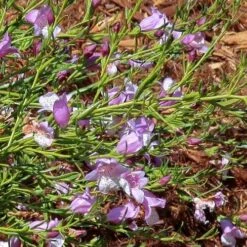 Eremophila Summertime Blue - Emu Bush 13 Eremophila Summertime Blue - Emu Bush -Australian Plants Online Sales eremophila summertime blue flickr cultivar413 crop