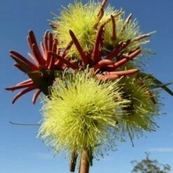 Eucalyptus Summer Scentsation - Flowering Gum
