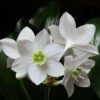 Eucharis - Amazon Lily -Australian Plants Online Sales eucharis flower group
