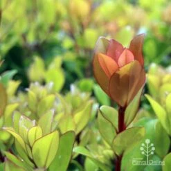 Metrosideros Little Ewan - Dwarf NZ Christmas Bush 20 Metrosideros Little Ewan - Dwarf NZ Christmas Bush -Australian Plants Online Sales ewan leaf colour new