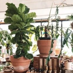 Ficus Lyrata - Fiddle Leaf Fig -Australian Plants Online Sales ficus lyrata in terracotta