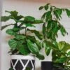 Ficus Lyrata Bambino - Fiddle Leaf Fig -Australian Plants Online Sales fiddle leaf fig indoor