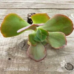 Echeveria Fire And Ice - Succulent 10 Echeveria Fire And Ice - Succulent -Australian Plants Online Sales fire and ice leaves 500 1