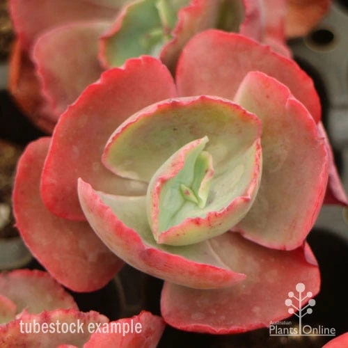 Echeveria Fire And Ice - Succulent 5 Echeveria Fire And Ice - Succulent - Image 3