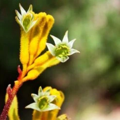Anigozanthos Yellow Gem - Kangaroo Paw -Australian Plants Online Sales flannel flowers yellow 2 1
