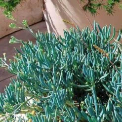 Senecio Chalk Sticks - Succulent