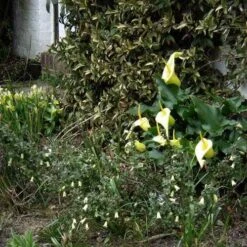 Correa Nummulariifolia - Roundleaf Correa -Australian Plants Online Sales flickr peganum correa reflexa numm 1