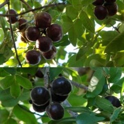 Burdekin Plum - Pleiogynium -Australian Plants Online Sales flickr tatters burdekin plum ripe