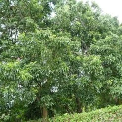 Burdekin Plum - Pleiogynium -Australian Plants Online Sales flickr wendy cutler burdekin plum