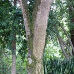 Burdekin Plum - Pleiogynium -Australian Plants Online Sales flickr wendy cutler burdekin plum bark