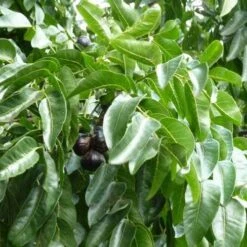 Burdekin Plum - Pleiogynium -Australian Plants Online Sales flickr wendy cutler burdekin plum fruits
