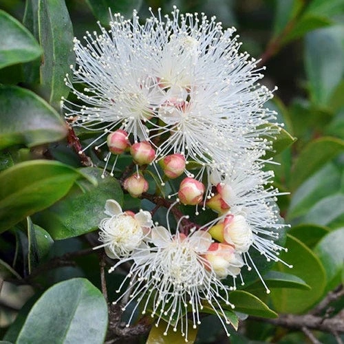 Syzygium Resilience - Lilly Pilly 3 Syzygium Resilience - Lilly Pilly