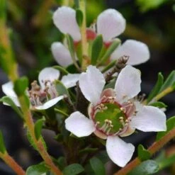 Leptospermum Liversidgei Mozzie Blocker -Australian Plants Online Sales flowers 2