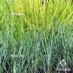 Lomandra Frosty Top 16 Lomandra Frosty Top -Australian Plants Online Sales frosty top against dalliance 1