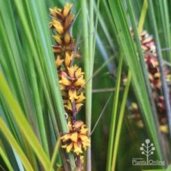 Lomandra Frosty Top 15 Lomandra Frosty Top -Australian Plants Online Sales frosty top lomandra flowers