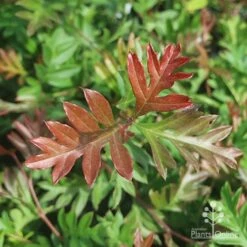 Grevillea Gaudichaudii 16 Grevillea Gaudichaudii -Australian Plants Online Sales gaudichadi grevillea leaf colour