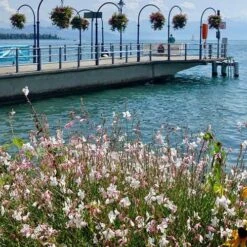 Gaura White -Australian Plants Online Sales gaura sea