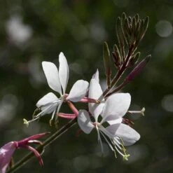 Gaura White -Australian Plants Online Sales gaura white close