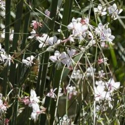 Gaura White -Australian Plants Online Sales gaura white plants
