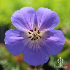 Geranium Rozanne -Australian Plants Online Sales geranium rozanne flower