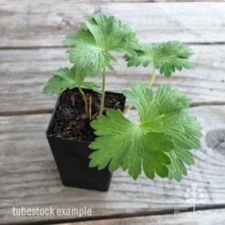 Geranium Rozanne -Australian Plants Online Sales geranium rozanne tubestock