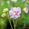 Geranium Summer Skies -Australian Plants Online Sales geranium summer skies closeup 2