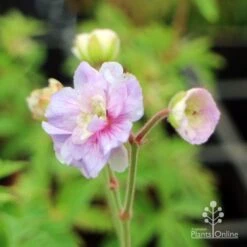 Geranium Summer Skies -Australian Plants Online Sales geranium summer skies closeup