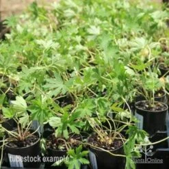 Geranium Summer Skies -Australian Plants Online Sales geranium summer skies tubes 3