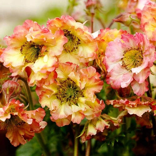 Geum Pretticoats Peach 7 Geum Pretticoats Peach - Image 5
