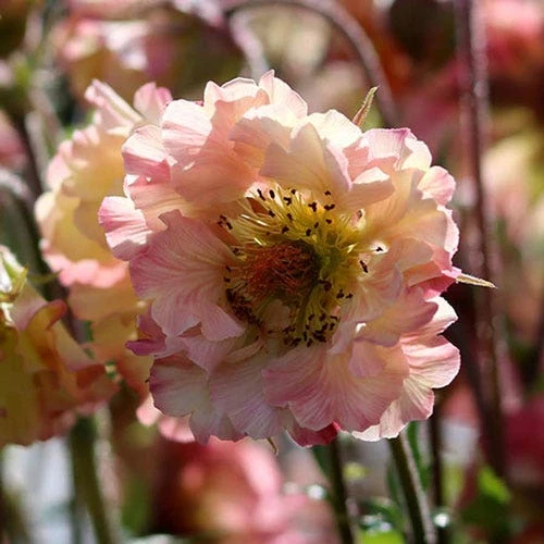 Geum Pretticoats Peach 4 Geum Pretticoats Peach - Image 2