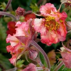 Geum Pretticoats Peach 12 Geum Pretticoats Peach -Australian Plants Online Sales geum pretticoats peach 3