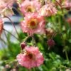 Geum Pretticoats Peach -Australian Plants Online Sales geum pretticoats peach 4