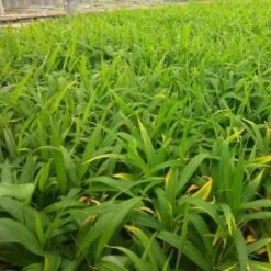 Zingiber - Edible Ginger -Australian Plants Online Sales ginger plugs 500