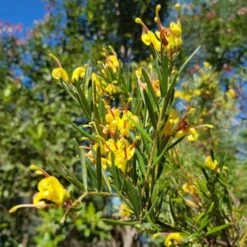 Grevillea Gold Rush 13 Grevillea Gold Rush -Australian Plants Online Sales goldrush uts 500 1