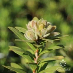 Callistemon Green John -Australian Plants Online Sales green john new growth