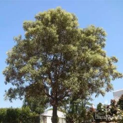 Grevillea Baileyana - Brown Silky Oak -Australian Plants Online Sales grevillea baileyana in nursery