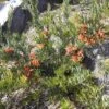 Grevillea Bonnie Prince Charlie -Australian Plants Online Sales grevillea bonnie prince charlie