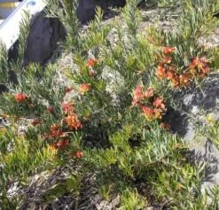 Grevillea Bonnie Prince Charlie