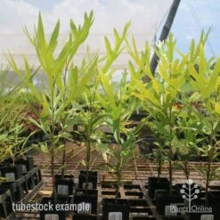 Grevillea Baileyana - Brown Silky Oak -Australian Plants Online Sales grevillea brown silky oak tubes 1