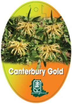 Grevillea Canterbury Gold -Australian Plants Online Sales grevillea canterbury gold 208x300 1